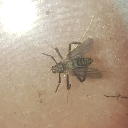 Polypedilum ontario