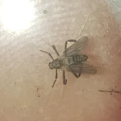 Polypedilum ontario thumbnail 1