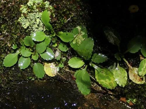 Phytomyza deirdreae