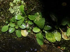 Phytomyza deirdreae thumbnail 1