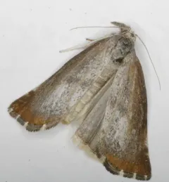 Pediasia truncatellus thumbnail 2