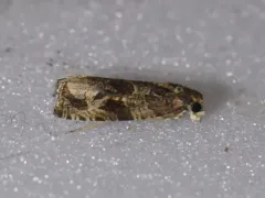 Olethreutes melanomesum thumbnail 2
