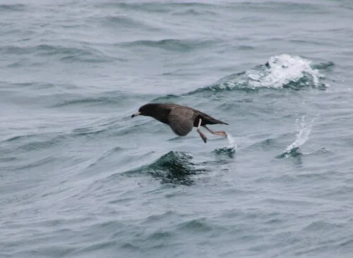 Flesh-footed Shearwater