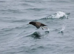 Flesh-footed Shearwater thumbnail 1