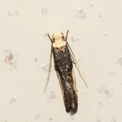 Pavlovski's Monopis Moth thumbnail 3