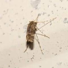 Ablabesmyia annulata thumbnail 3