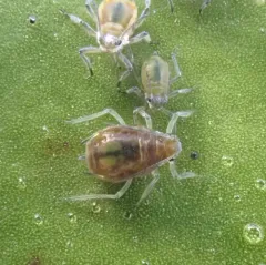 waterlily aphid thumbnail 3