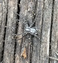 Apollophanes margareta thumbnail 2