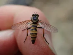 Callinicus pollenius thumbnail 2