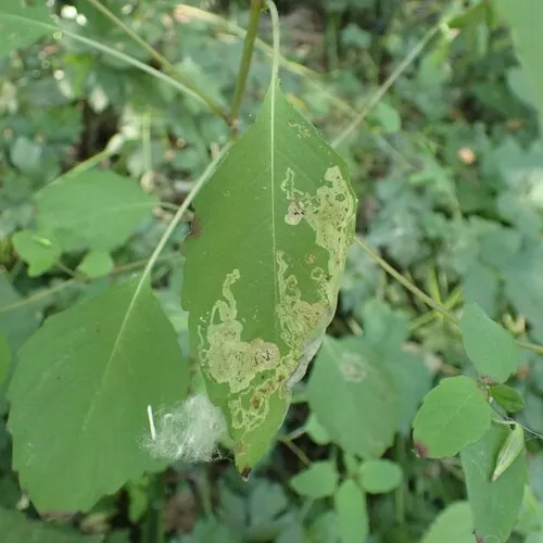 Jewelweed Leaf-miner Fly