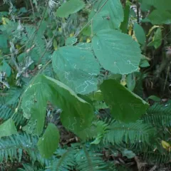 Hazel Leafminer Moth thumbnail 2