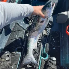 Coho Salmon thumbnail 4