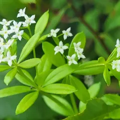 rough bedstraw thumbnail 4