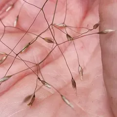 wavy hair-grass thumbnail 3