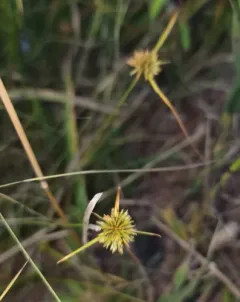 Short-point Flatsedge thumbnail 2