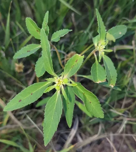 David's spurge