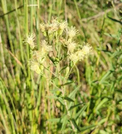 Great Plains false boneset thumbnail 2