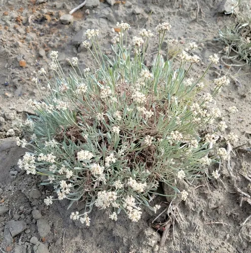 few-flower buckwheat