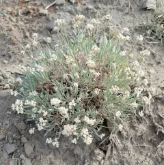 few-flower buckwheat thumbnail 1