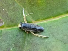 Cenocorixa dakotensis thumbnail 2