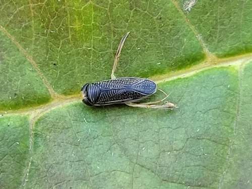 Sigara bicoloripennis