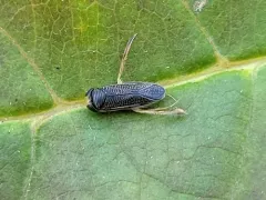 Sigara bicoloripennis thumbnail 1