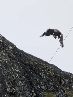 White-tailed Eagle thumbnail 3