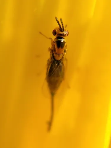 Aprostocetus fidius