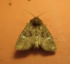 Common rustic thumbnail 3