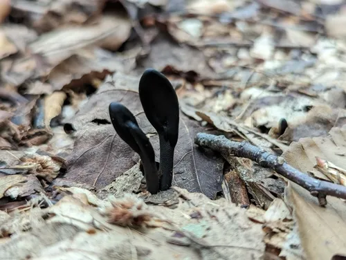 Geoglossum cookeanum
