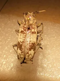 White Oak Borer thumbnail 2