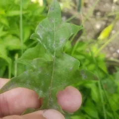 Podosphaera erigerontis-canadensis thumbnail 2