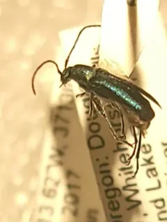 Grammoptera molybdica thumbnail 3