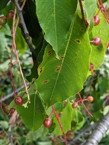 Blumeriella jaapii