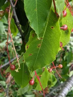 Blumeriella jaapii thumbnail 1