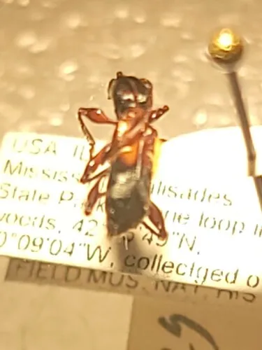 Euderces pini