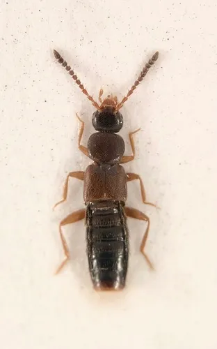 Dinaraea backusensis