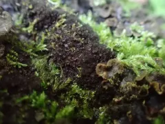Birdnest Jellyskin Lichen thumbnail 1