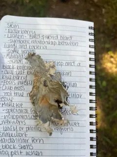 Frog pelt lichen thumbnail 1