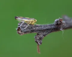 Colladonus eburatus thumbnail 2