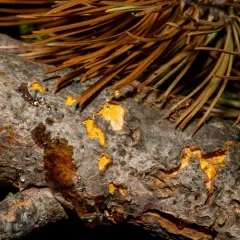 white pine blister rust thumbnail 4