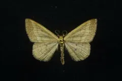 Scopula siccata thumbnail 2