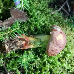 Butyriboletus brunneus thumbnail 4