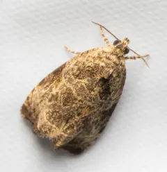 Woolly-backed Moth thumbnail 4