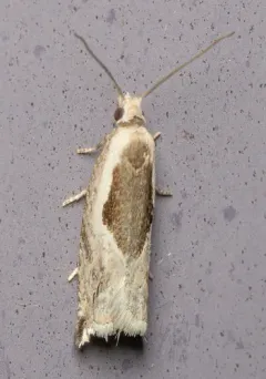 Ancylis sheppardana thumbnail 3