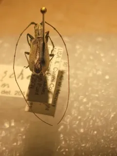 Black Hickory Borer thumbnail 3