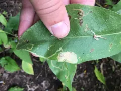 Astrotischeria solidagonifoliella thumbnail 2