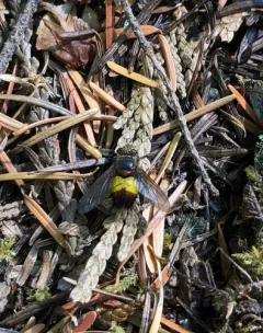 Xanthoepalpus bicolor thumbnail 4