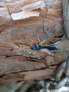 European Woodwasp thumbnail 4