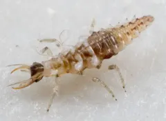 Harris's Green Lacewing thumbnail 1
